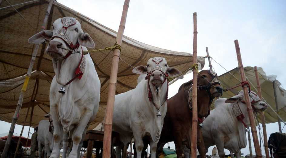 You are currently viewing Asia’s Largest Cattle Mandi 2024 set to elevate the experience of Eid-ul-Adha for Karachiites