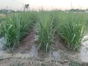 Read more about the article University of Agriculture Fairlead (UAF) developed two GM sugarcane varieties