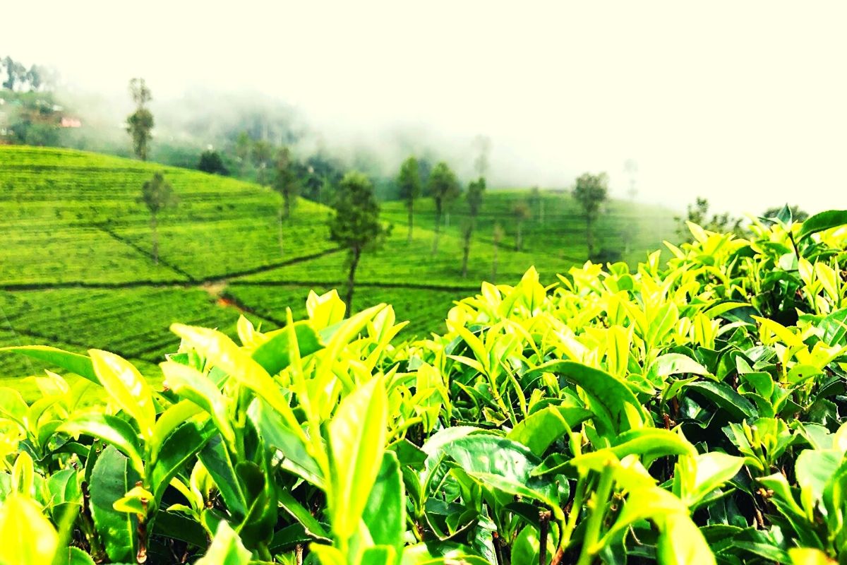 You are currently viewing Pakistan Tea Association requested governmnet to reconsider the blanket tax exemptions offered to the erstwhile FATA / PATA region.