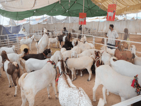 You are currently viewing PTA strongly opposes the export of live animals from Pakistan