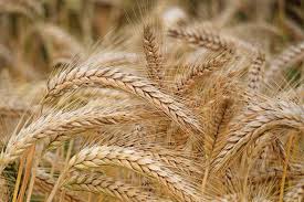 Read more about the article Masses should be saved from an anticipated wheat crisis.