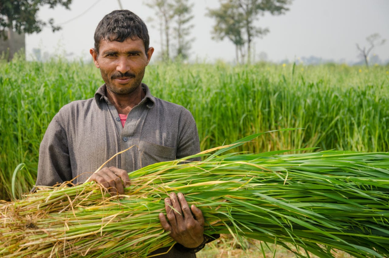 You are currently viewing SIFC’s focus on agriculture yielded good results