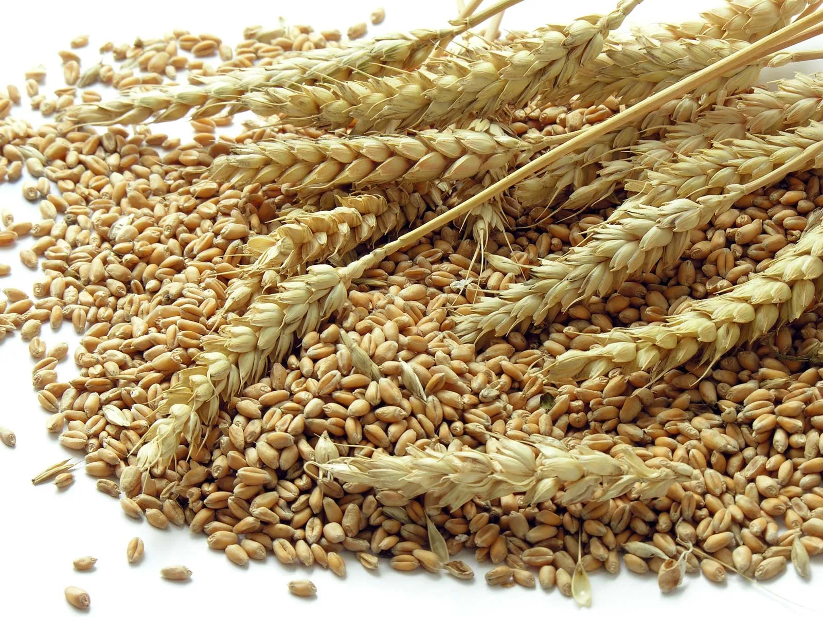 You are currently viewing A review of the rising trend in wheat and sugar prices: Topline Pakistan Research